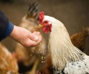 MASSIVE PRICE DROP Retail Produce & Farm/Rural Supplies, Under Management, Mid-North Coast image 6