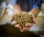 MASSIVE PRICE DROP Retail Produce & Farm/Rural Supplies, Under Management, Mid-North Coast image 7