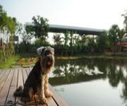 TIMBER DECK MAINTENANCE  URGENT SALE!! VENDOR RELOCTING INTERSTATE  ALL OFFERS CONSIDERED! image 2