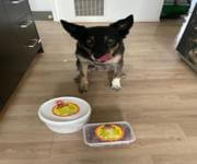 Nutritional Dog Food Delivery Servicing Geelong and Bellarine image 2