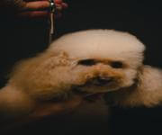 Pet grooming and Doggy daycare business - Sydney, strong team and profitable image 2