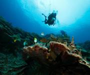 Professional Scuba Retailer image 2