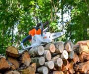 Jim's Tree lopping. image 3