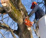 Jim's Tree lopping. image 4