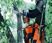 Jim's Tree lopping. image 5
