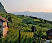 UNDER CONTRACT - Exceptional Cool-Climate Vineyard & Winery in Tasmania's Wine Heartland image 3