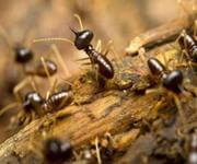 Termite Protection - Owner works 2 Hours pw!  2024 NP $222,000 image 2
