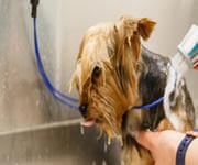 Pet grooming and Doggy daycare business - Sydney, strong team and profitable image 2