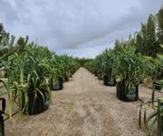 Leased  Nursery and spa supplies. Wholesale and Retail with 18.5 Acres and 3 bedroom home and pool image 2