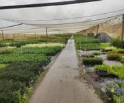 Leased  Nursery and spa supplies. Wholesale and Retail with 18.5 Acres and 3 bedroom home and pool image 3