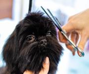 Profitable medium size dog grooming business  Sutherland Shire image 2