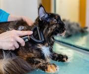 Profitable medium size dog grooming business  Sutherland Shire image 3