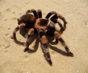 Pest Control - Termite Specialist image 2