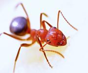 Pest Control - Termite Specialist image 3