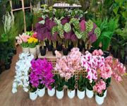 Established Florist And Landscaping Business In Central Area For Sale 新加坡市中心成熟花店和园艺业务出售 image 1